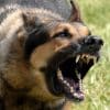 Attack By A Dangerous Dog and the Use of Deadly Force