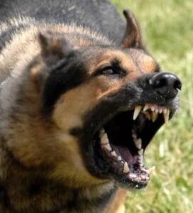 Attack By A Dangerous Dog and the Use of Deadly Force
