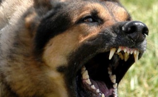 Attack By A Dangerous Dog and the Use of Deadly Force Attack By A Dangerous Dog and the Use of Deadly Force