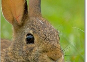 Ever Vigilant – A Natural Right