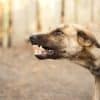 Defending Against Attacking Animals Defending Against Attacking Animals