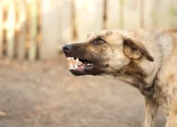 Defending Against Attacking Animals