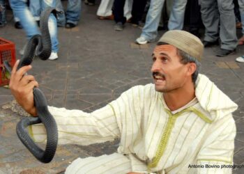 Snake Charmers and Guns