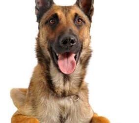 The Best Home Alarm System Money Can Buy