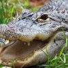 Crime Control: Focus on the Alligator, Not the Deer Crime Control: Focus on the Alligator, Not the Deer