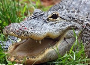 Crime Control: Focus on the Alligator, Not the Deer