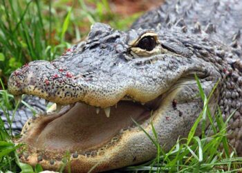 Crime Control: Focus on the Alligator, Not the Deer