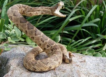 Rattlesnakes and Cobras