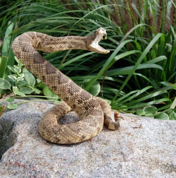 Rattlesnakes and Cobras - USA Carry