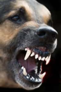 Signs of Dog Aggression and Dangerous Dogs