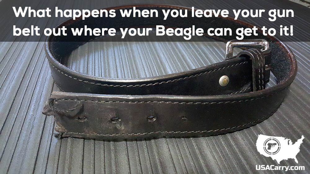 Beagle at My Gun Belt