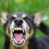 Options To Protect Yourself From Aggressive Dogs Options To Protect Yourself From Aggressive Dogs