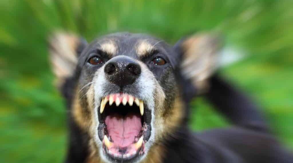 Options To Protect Yourself From Aggressive Dogs