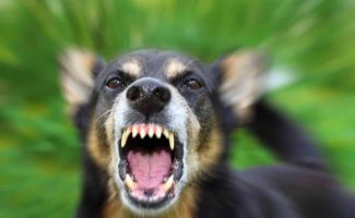 Options To Protect Yourself From Aggressive Dogs Options To Protect Yourself From Aggressive Dogs