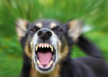Options To Protect Yourself From Aggressive Dogs