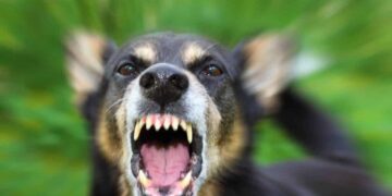 Options To Protect Yourself From Aggressive Dogs