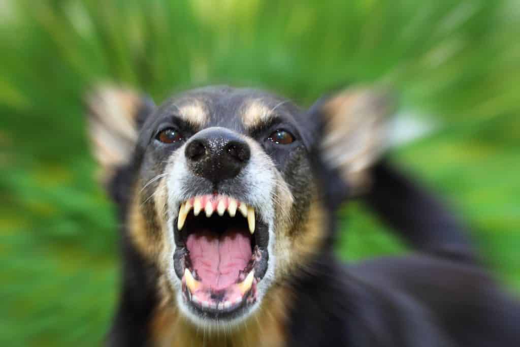 Options To Protect Yourself From Aggressive Dogs USA Carry
