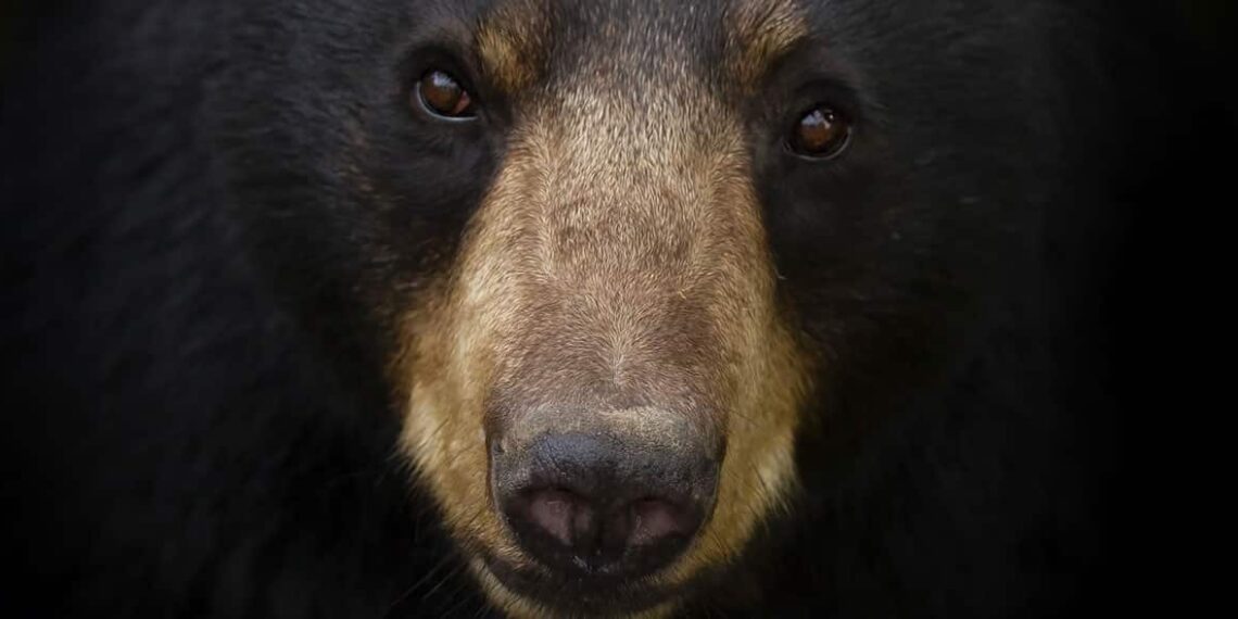 Man is Charged After Defending Himself and His Wife Against a Black Bear