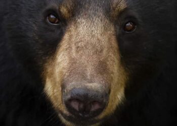 Man is Charged After Defending Himself and His Wife Against a Black Bear