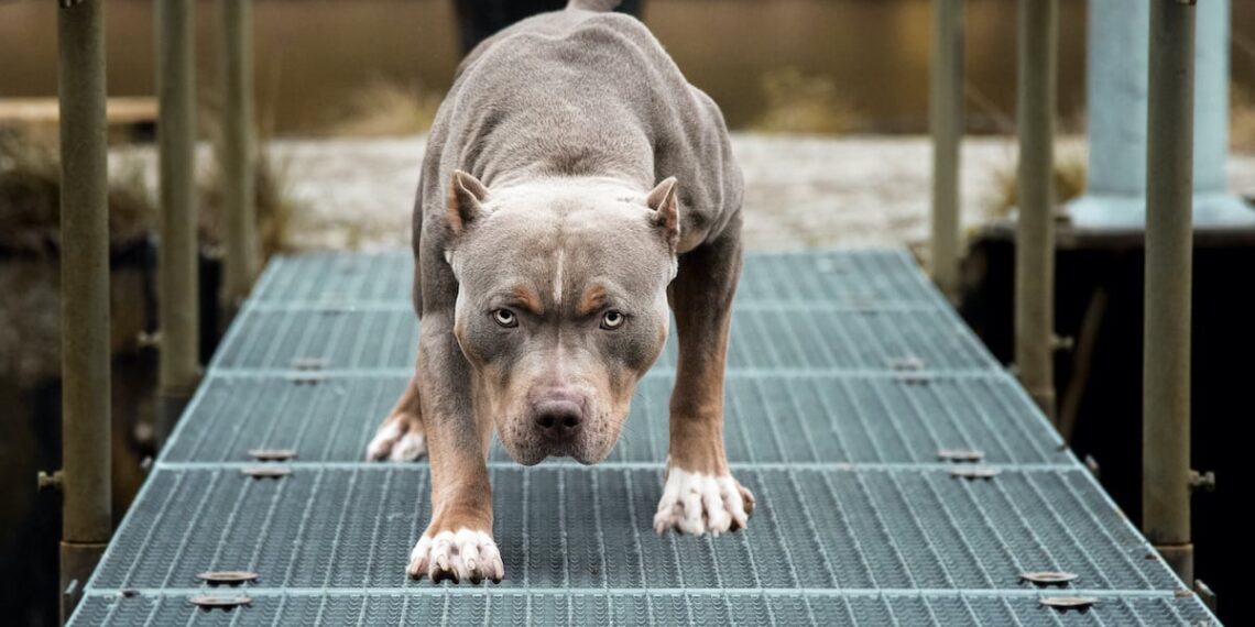 Concealed Carrier Shoots Pit Bull Attacking His Shepard, No Charges Will Be Filed