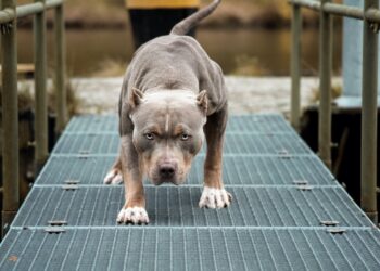 Boyfriend Shoots, Kills Dog Attacking His Pregnant Girlfriend