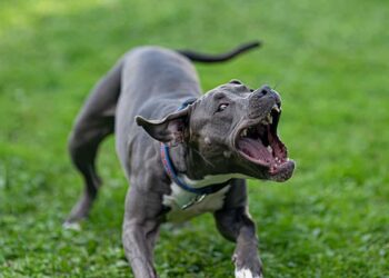 Couple Uses Stun Gun, Then Handgun To Defend Against Pit Bull Attack.