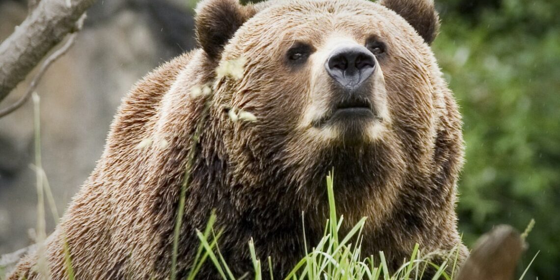 Man Charged After Warning Shot To Protect Dog From Bear