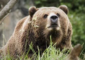 Man Charged After Warning Shot To Protect Dog From Bear