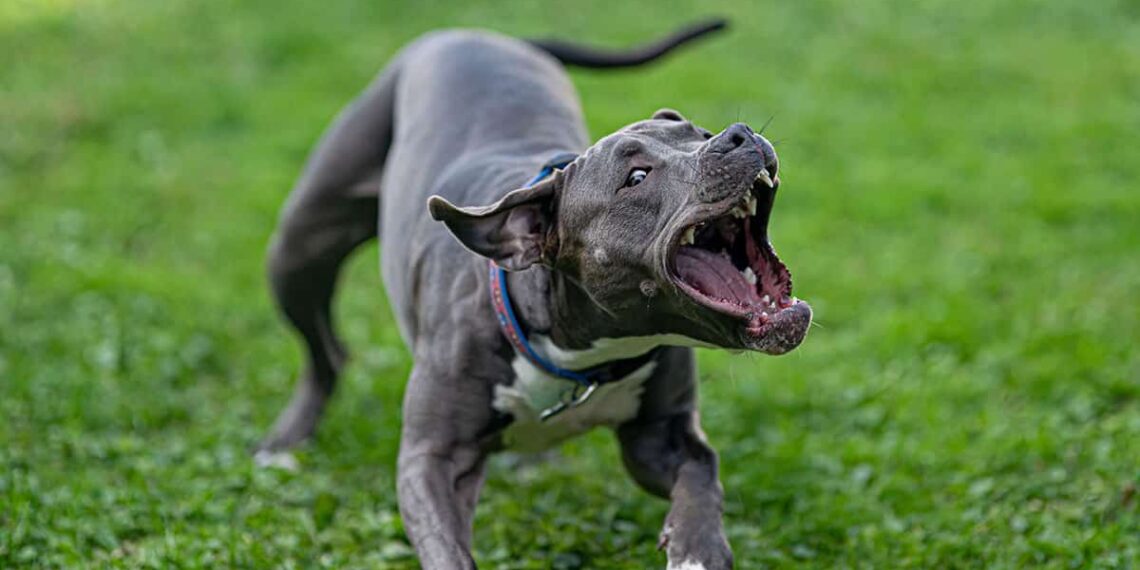 Man Defends Neighbor Against Pit Bull Attack, Shoots Dog And Victim