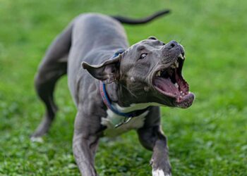 Man Defends Neighbor Against Pit Bull Attack, Shoots Dog And Victim