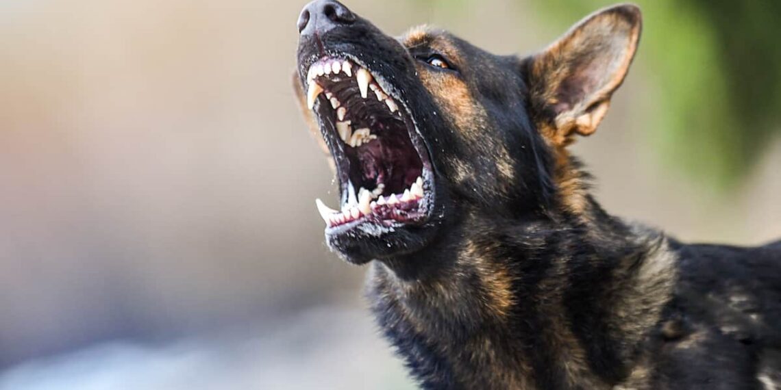 Argument Leads To Concealed Carrier Shooting Dog