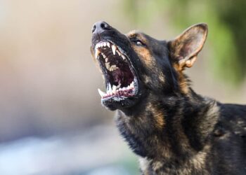 Argument Leads To Concealed Carrier Shooting Dog
