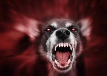 Self-Defense Against Animals: What Are the Rules?