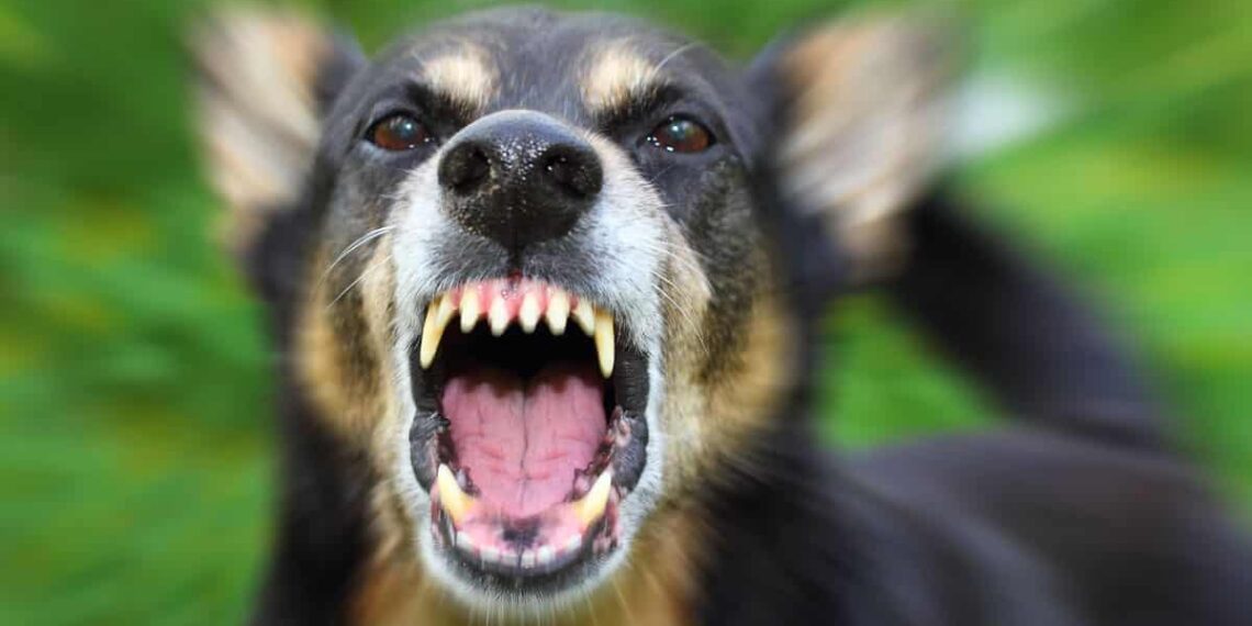 Man Shoots Neighbor’s Attacking Dog In Self-Defense