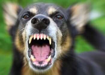 Man Shoots Neighbor’s Attacking Dog In Self-Defense