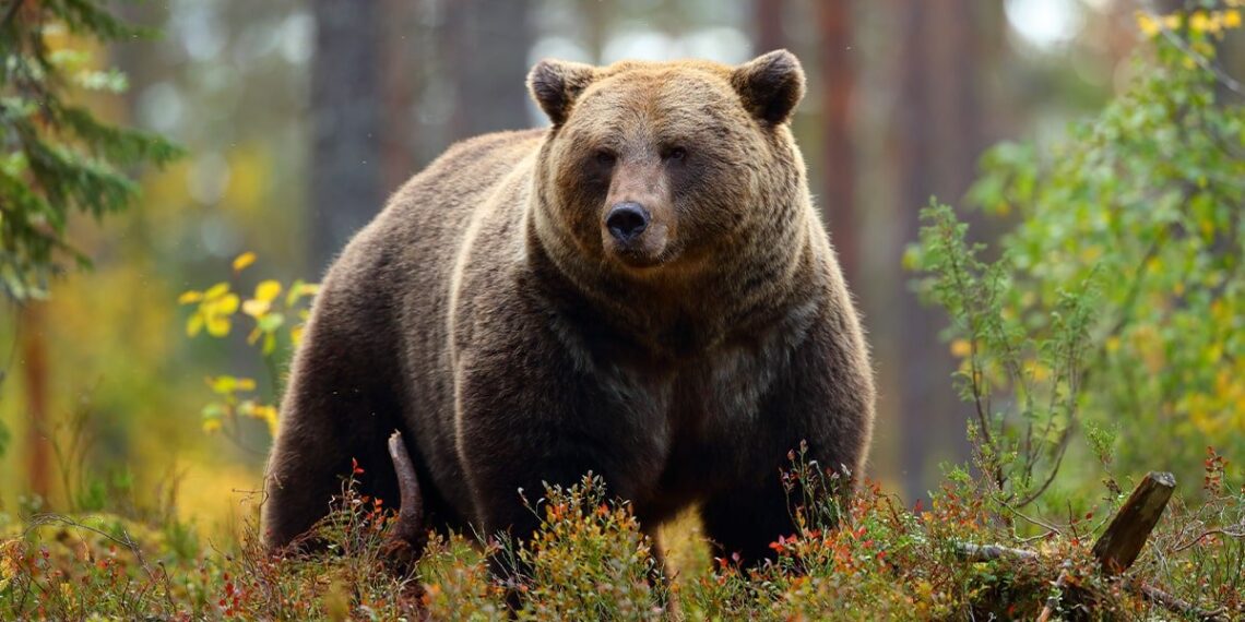 “Surprised” Hunters Forced To Shoot Grizzly Bear During Attack