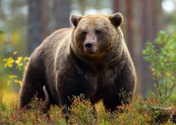 “Surprised” Hunters Forced To Shoot Grizzly Bear During Attack