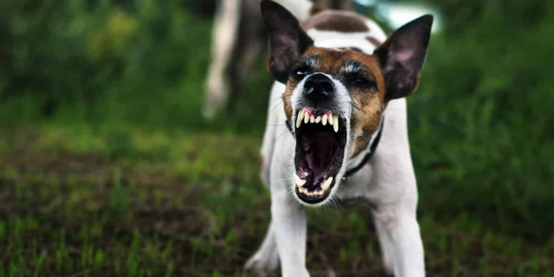 Aggressive Dogs: Understanding and Dealing With This Threat