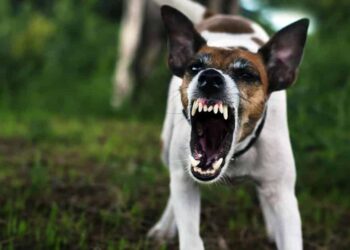 Aggressive Dogs: Understanding and Dealing With This Threat