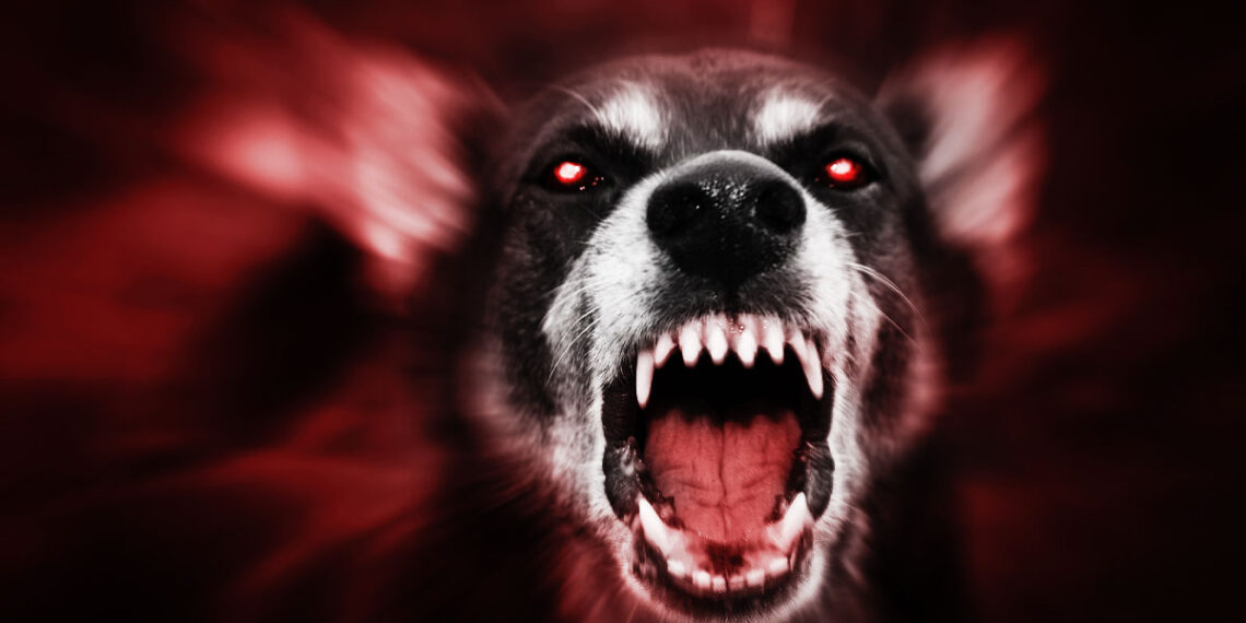 Burglar Shot At By Homeowner Then Bitten by Dog