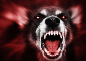Burglar Shot At By Homeowner Then Bitten by Dog