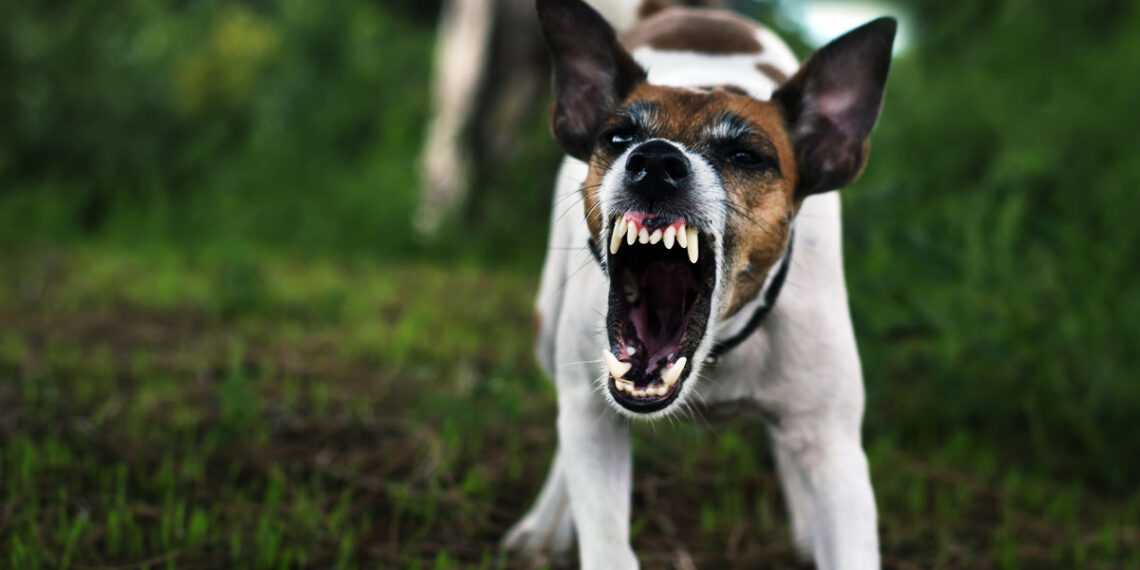 Neighbor Shoots Couple’s Dog After It Attacked Them