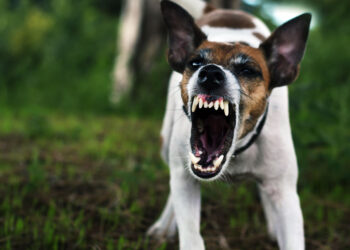 Neighbor Shoots Couple’s Dog After It Attacked Them
