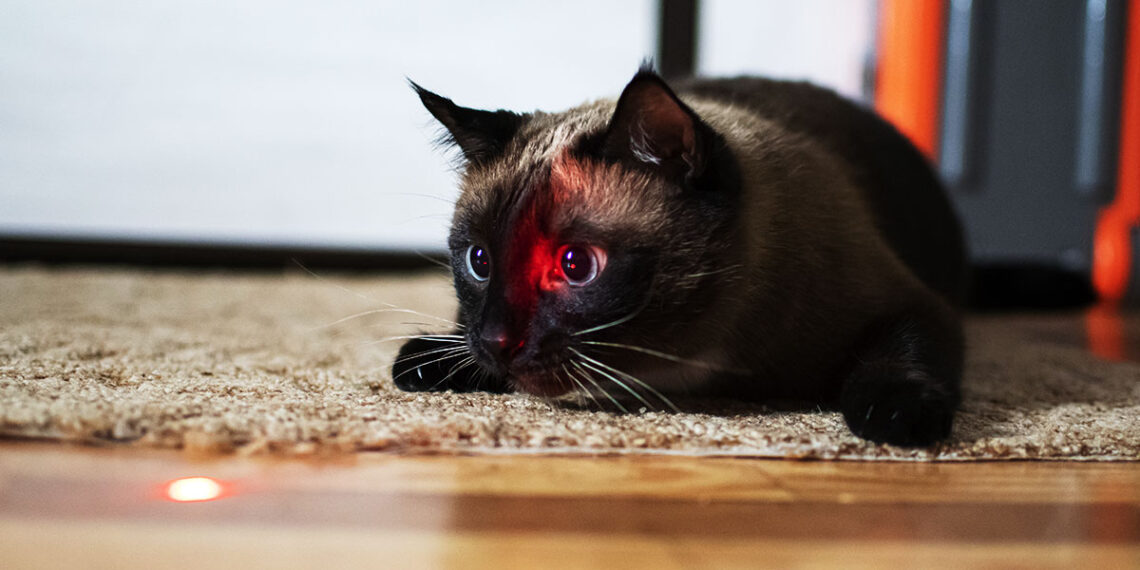 Woman Playing w/ Cat Using Gun's Laser Shoots Friend Negligently