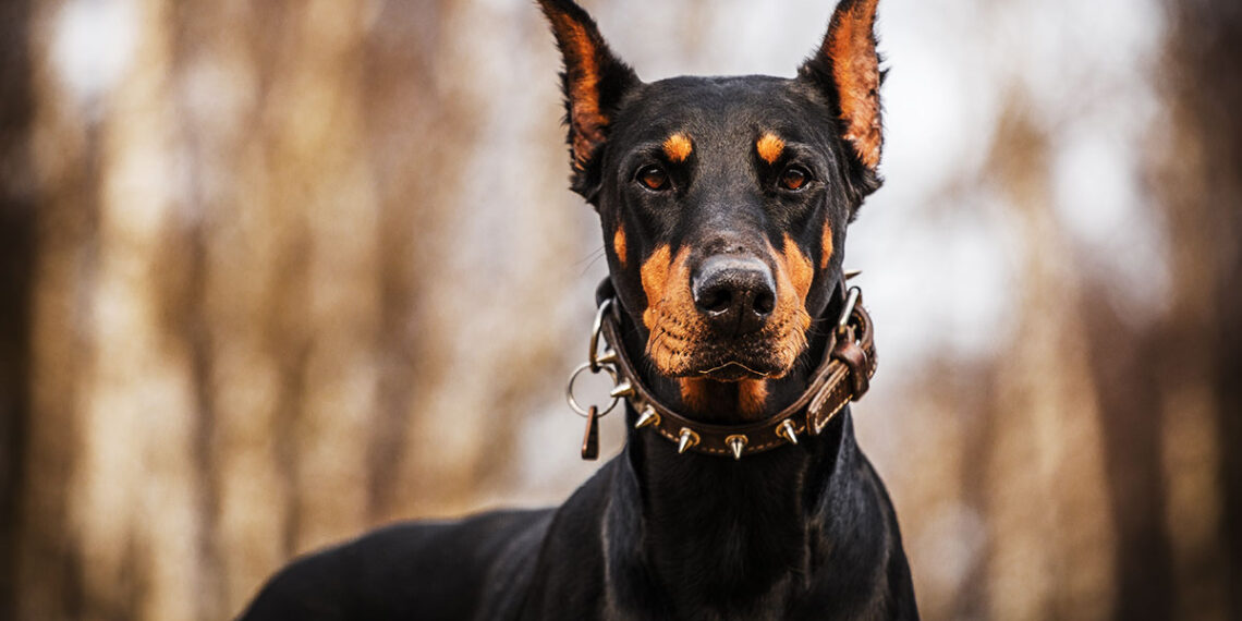 Guard Dogs for Home Security