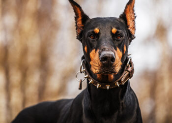 Guard Dogs for Home Security