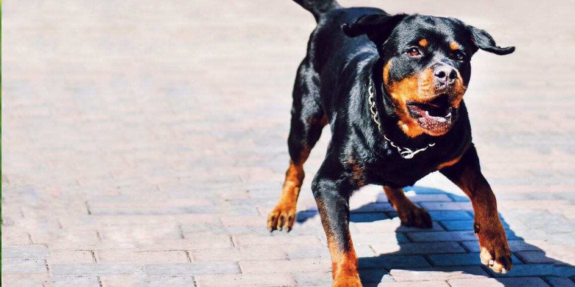 Concealed Carrier Shoots 1 of 2 Rottweilers Stopping Attack on Female Jogger