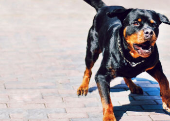 Concealed Carrier Shoots 1 of 2 Rottweilers Stopping Attack on Female Jogger