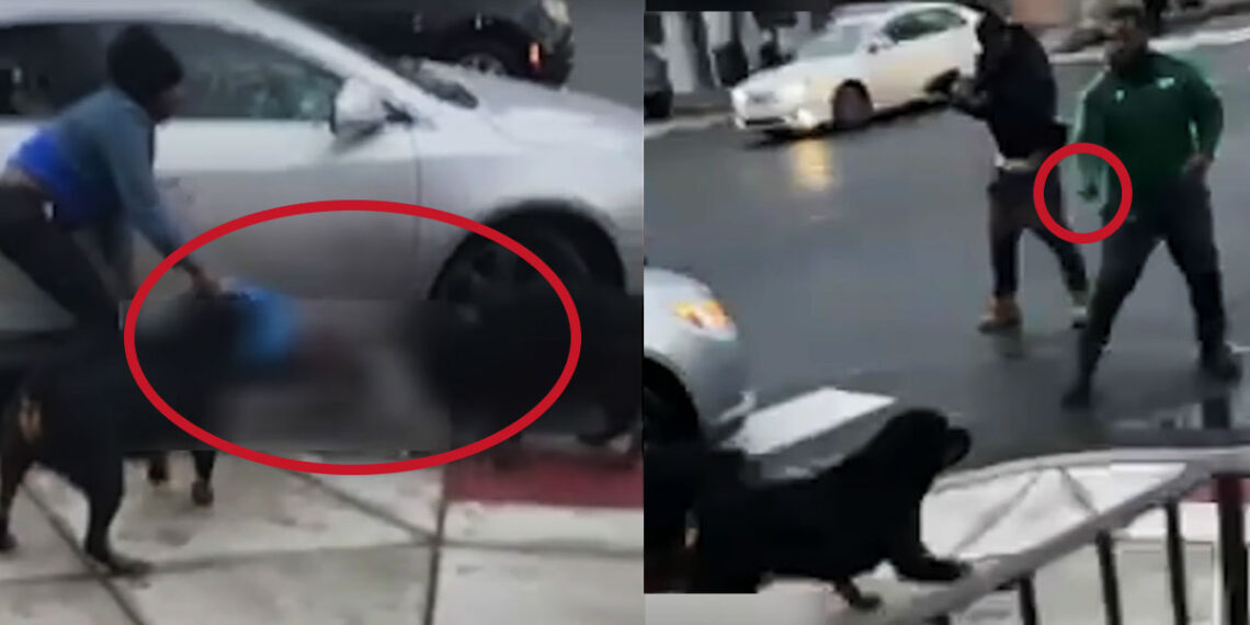 Concealed Carrier Steps In, Shoots 1 of 2 Dogs Mauling Young Autistic Child