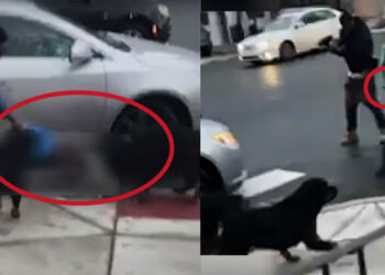 Concealed Carrier Steps In, Shoots 1 of 2 Dogs Mauling Young Autistic Child